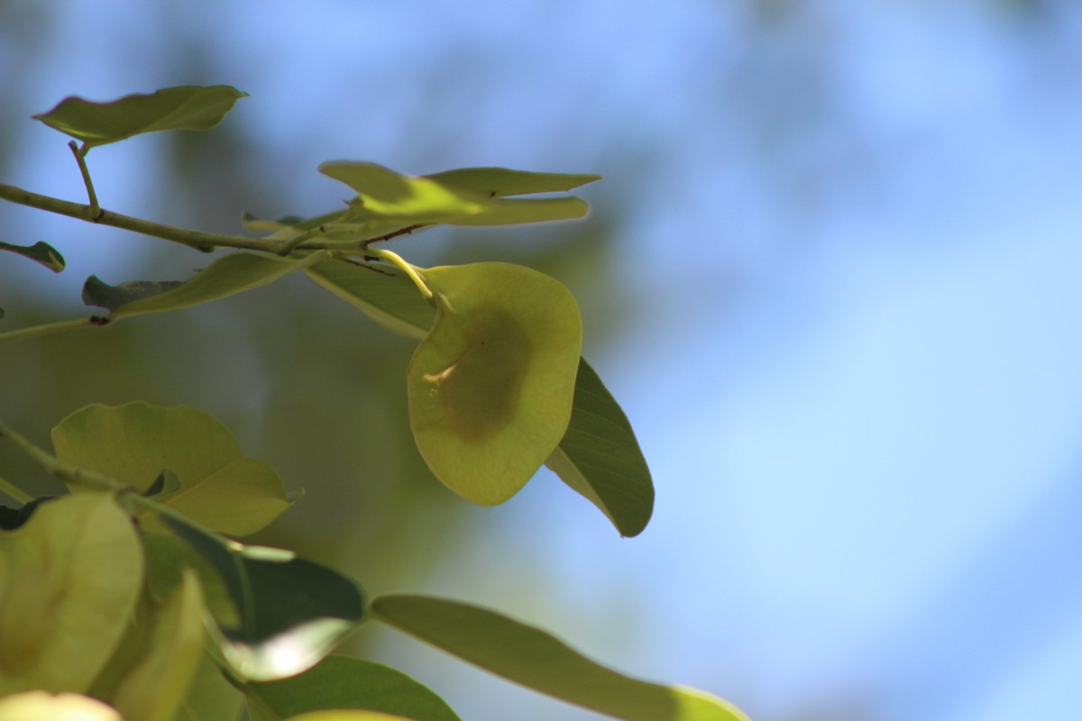 Pterocarpus santalinus L.f.